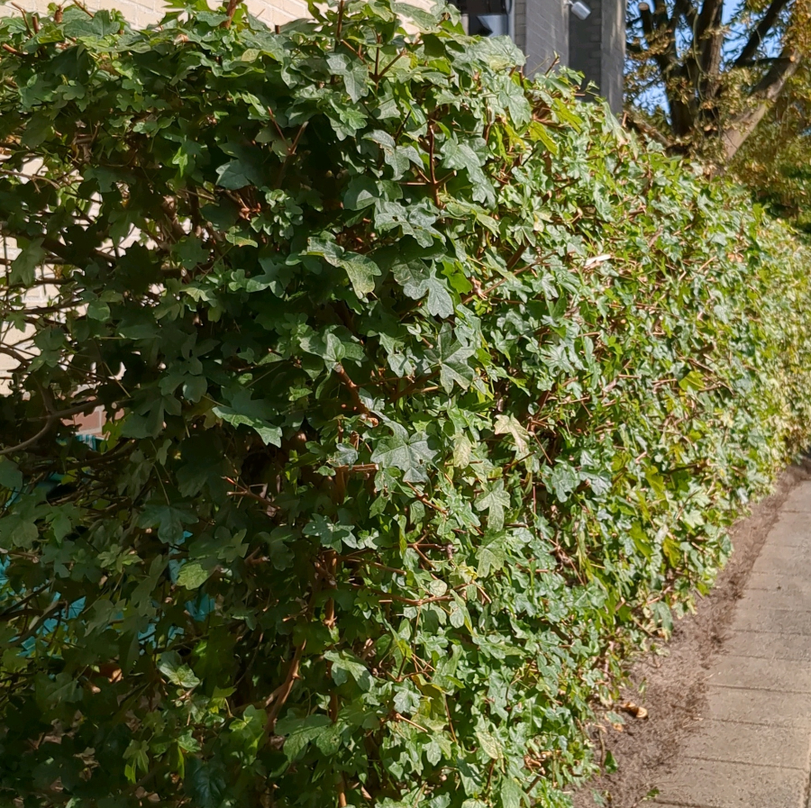 Een strak gesnoeide Acer Campestre